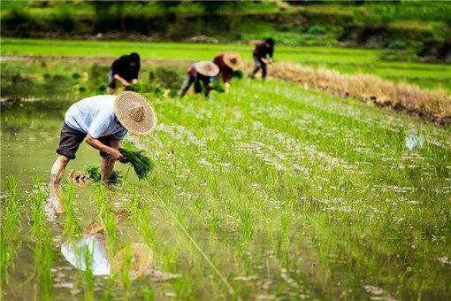 非农化最新,🌟非农化最新动态🔥