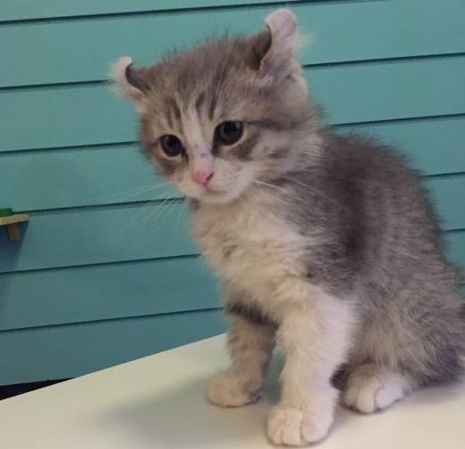 广州猫咪最新,一只猫的励志故事引发无限温暖与力量