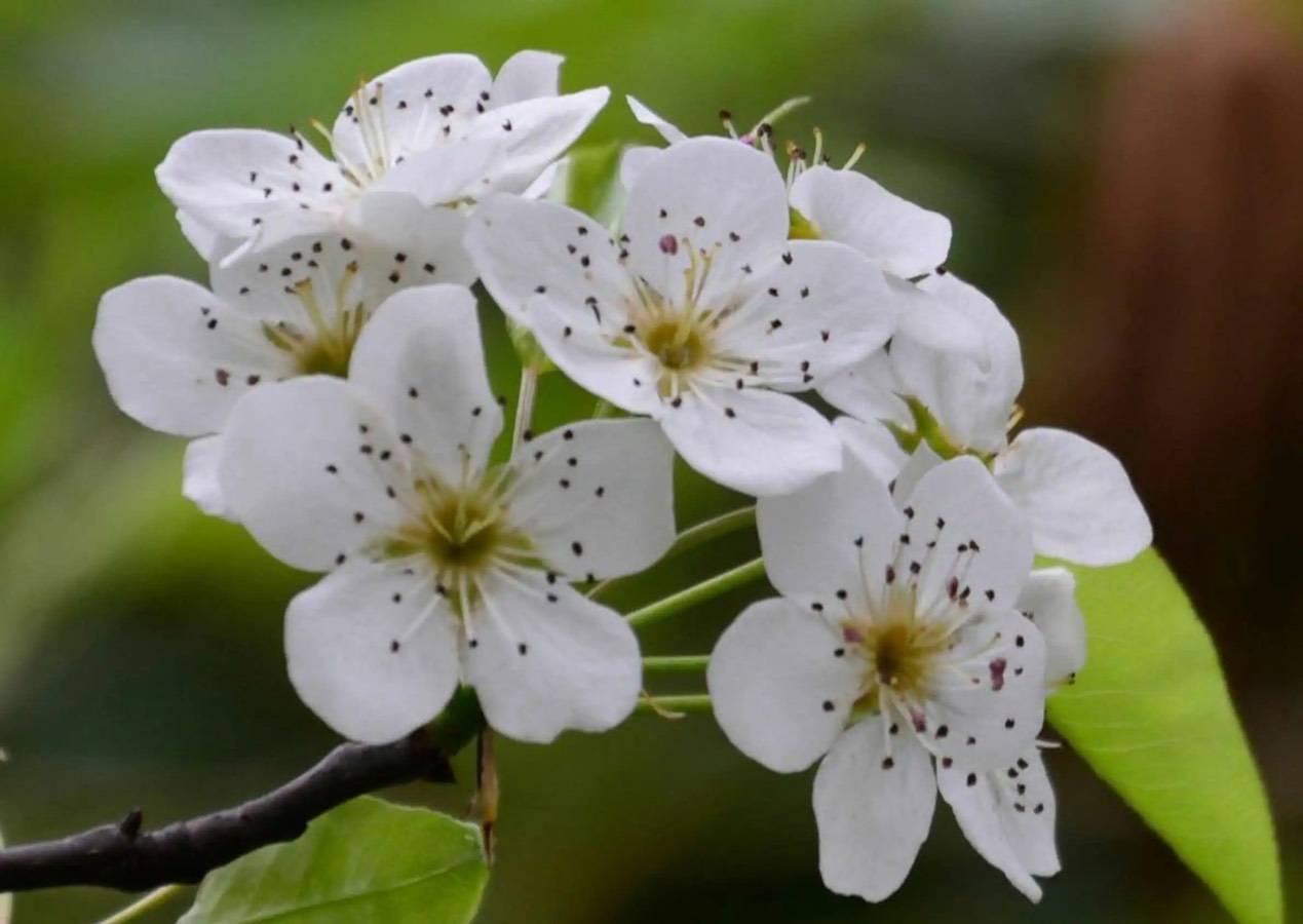 梨花属于什么生肖,方案优化实施_艺术版85.923