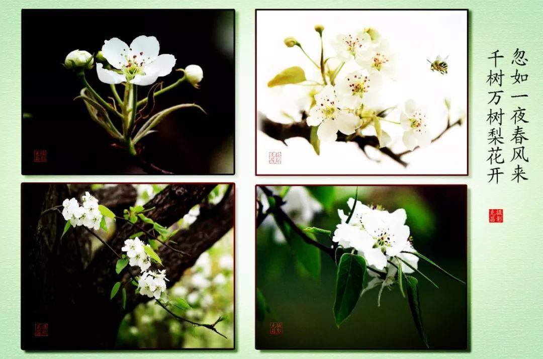 梨花属于什么生肖,方案优化实施_艺术版85.923