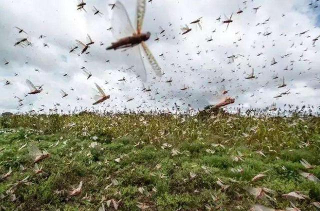 蝗虫疫情最新动态，应对指南与防治技能学习的重要性