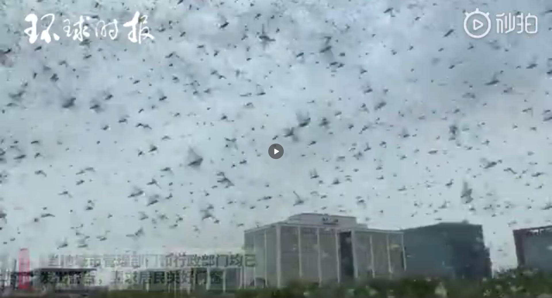 蝗虫疫情最新动态,应对指南与防治技能学习的重要性