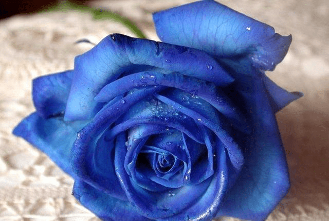 莫惜一四衣打一正确生肖,详细数据解读_未来版61.435