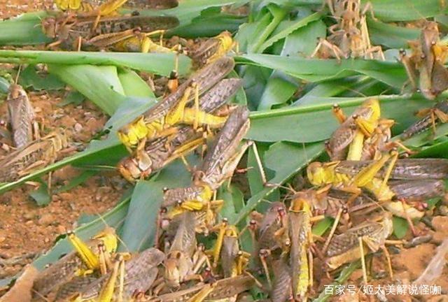 最新蝗虫资讯,最新蝗虫资讯，蝗虫的奇遇与我们的故事