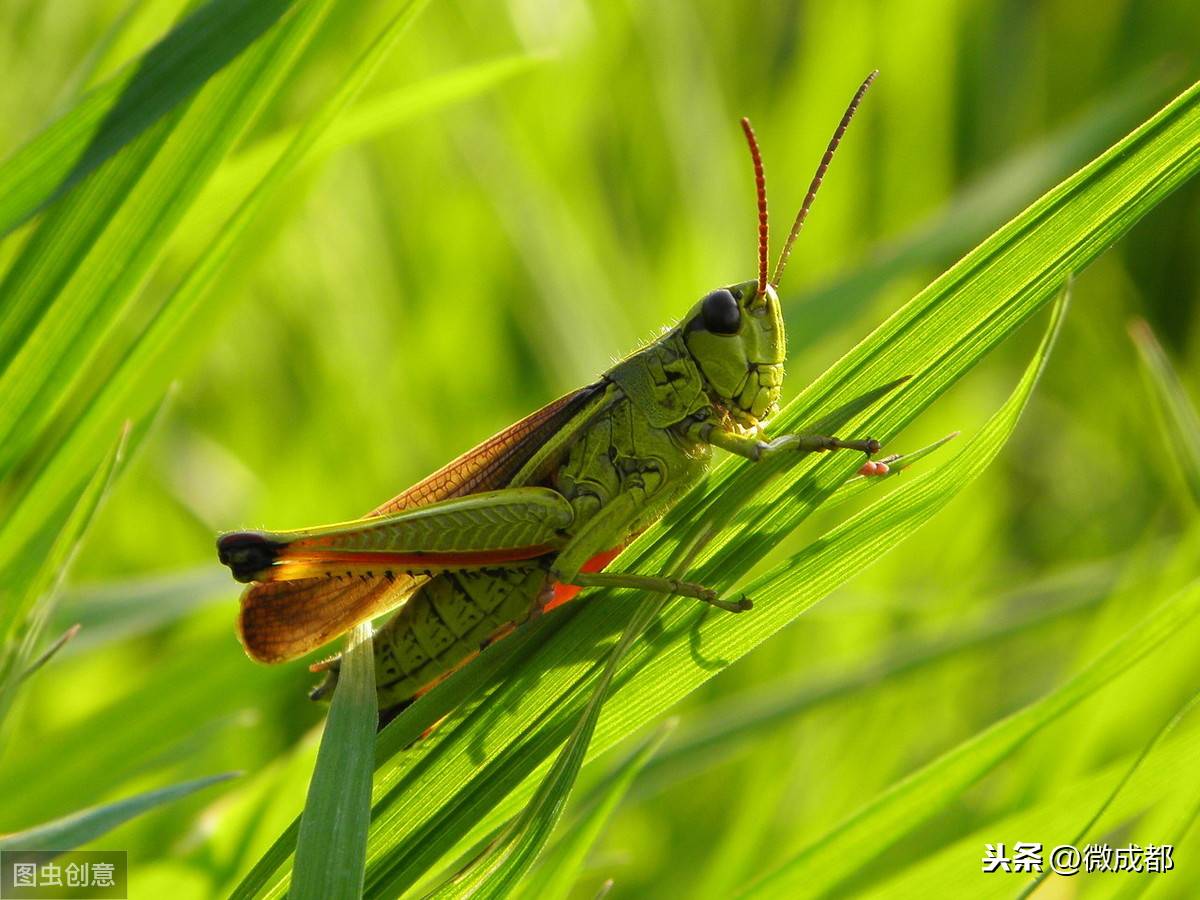 最新蝗虫资讯,最新蝗虫资讯,蝗虫的奇遇与我们的故事