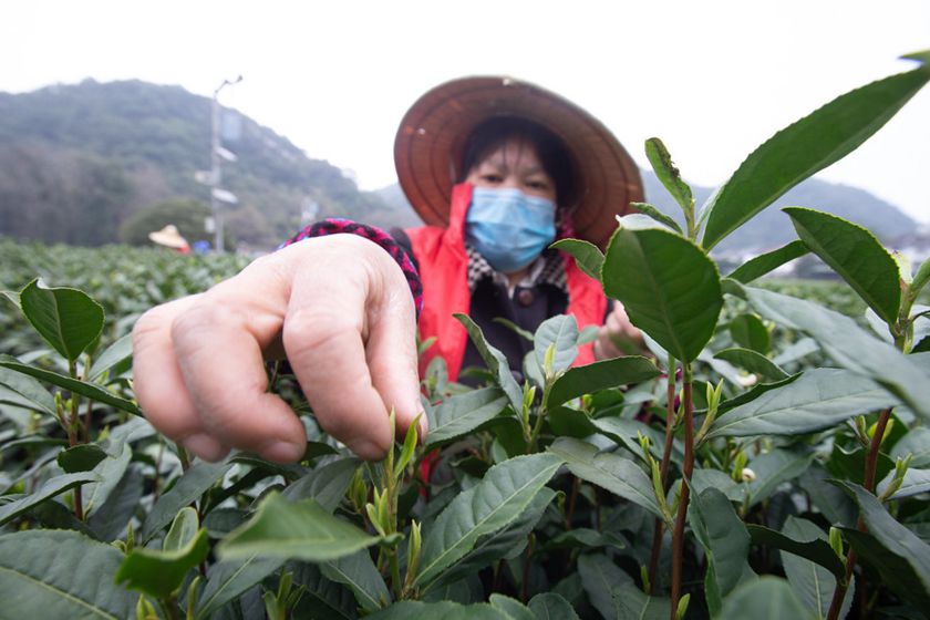 最新疫情龙井,详细步骤指南与最新动态关注