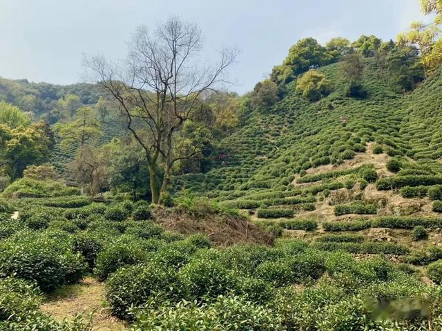 最新疫情龙井,详细步骤指南与最新动态关注