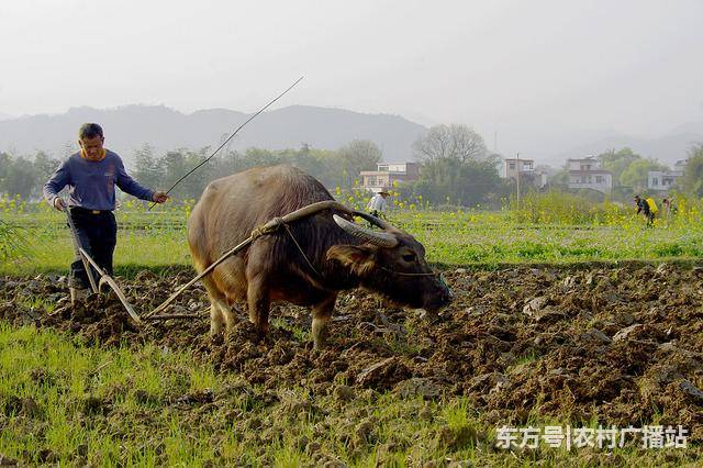 最新犁具,高效农耕的新利器 🔝🌾