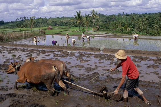最新犁具,高效农耕的新利器 🔝🌾