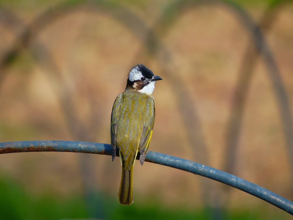 小巷深处的最新鸟类与味觉盛宴