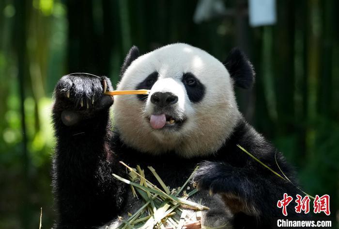 最新熊猫图深度解析，背景、事件与地位探究