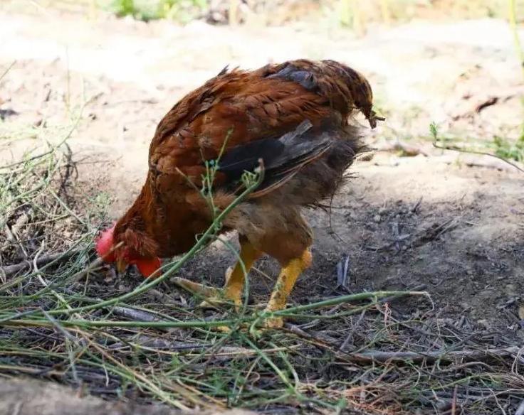 探索新疆,最新魅力与机遇之旅