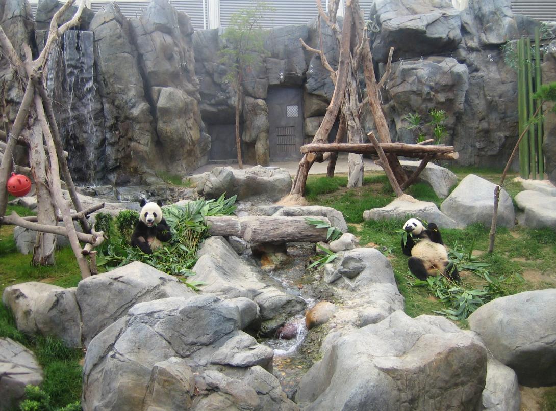 YY熊猫最新,文化与科技的完美交融