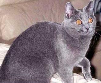 莱特猫最新动态，科技与萌宠的完美融合探索