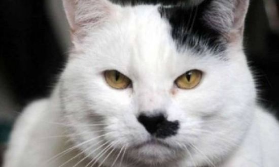 莱特猫最新动态,科技与萌宠的完美融合探索