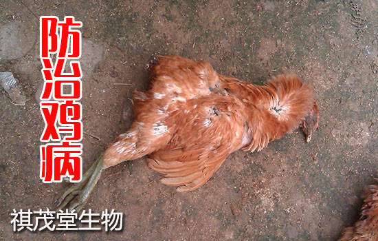 最新湖南鸡瘟,最新湖南鸡瘟，一场不期而遇的鸡趣冒险