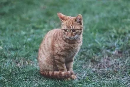 叶猫最新,叶猫最新,高科技产品引领未来,体验科技生活的无限魅力