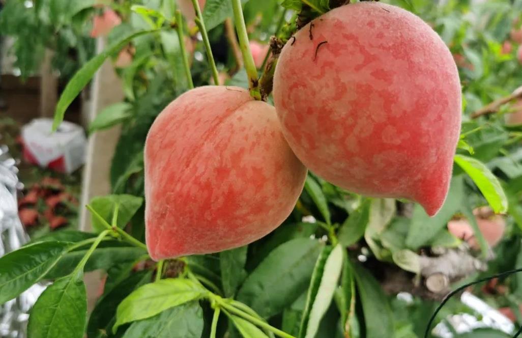 高科技产品引领时代风潮,蜜汁满满重塑生活体验