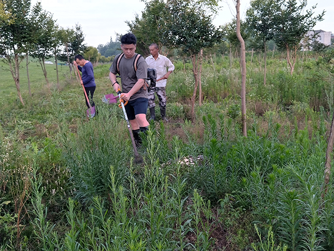 王牌除草最新，小巷中的秘密花园绿色之旅