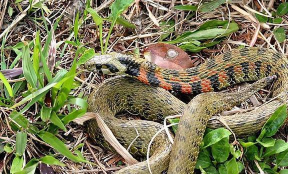 蛇咬伤最新治疗策略与现代治疗进展