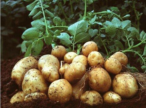 土豆产业最新动态与发展趋势速递