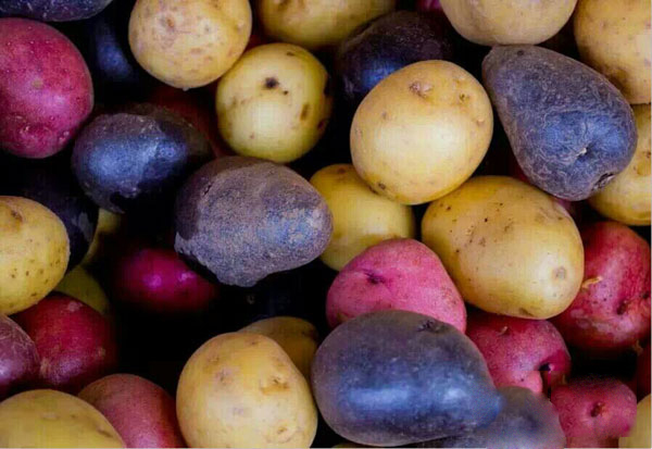 土豆产业最新动态与发展趋势速递