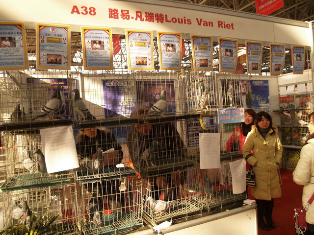 最新信鸽展,友情与陪伴的温馨故事展