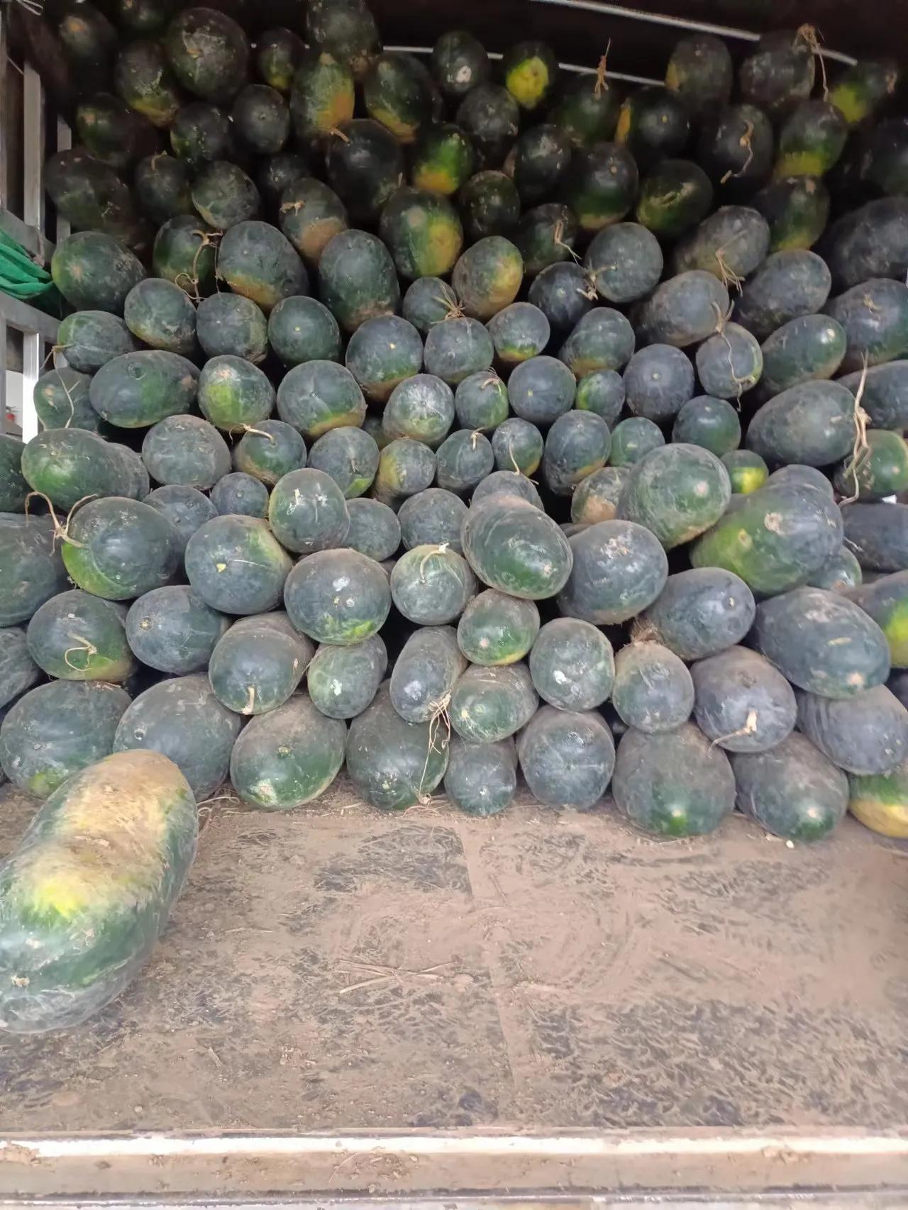 最新市蔬菜的探秘之旅