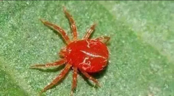 2024新奥正版资料四不像,实时异文说明法_温馨版2.853