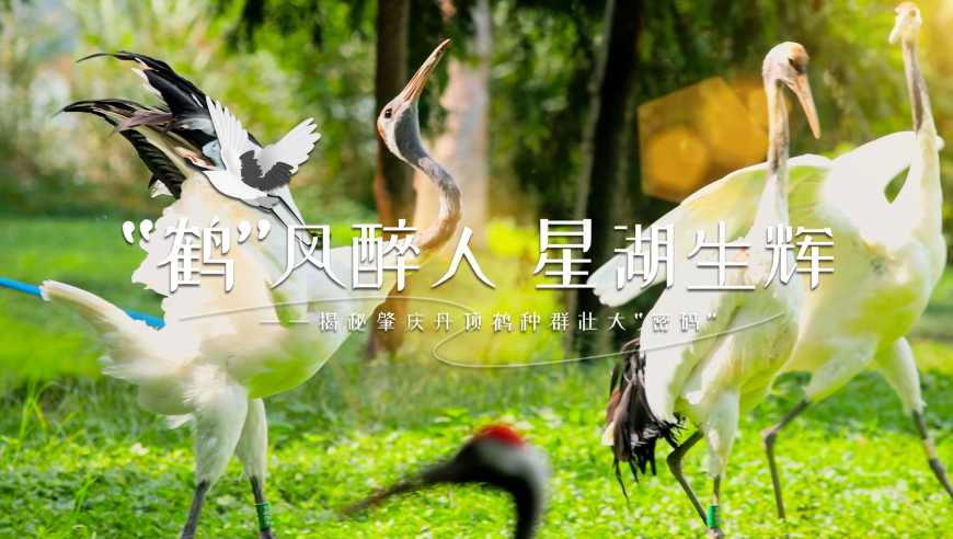 2024新澳门雷锋网,实用性解读策略_运动版20.456