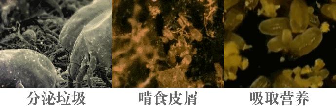 澳洲最新虫子的奇妙日常探秘