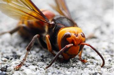 澳洲最新虫子的奇妙日常探秘