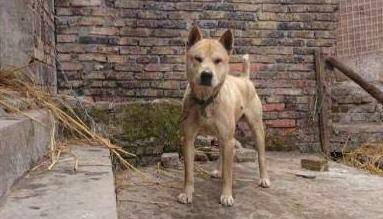 最新土猎狗,选择、训练与照顾的全方位指南