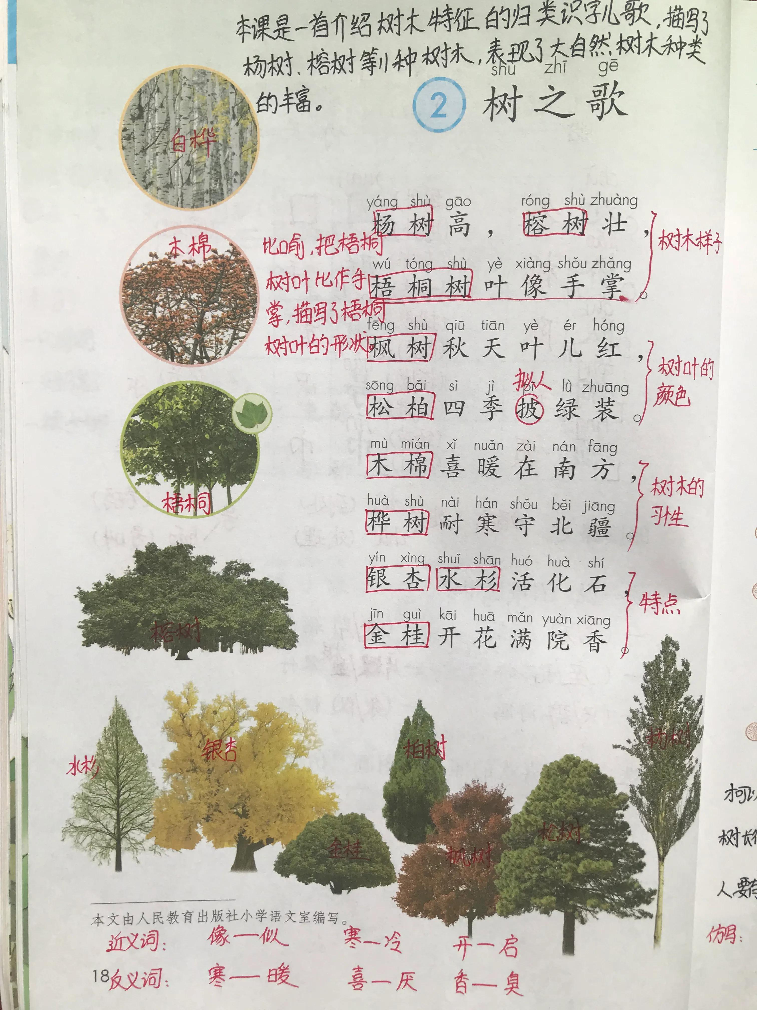 最新树之歌,小巷深处的绿色乐园揭秘