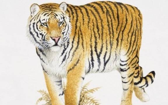 白小姐三肖三期必出一期开奖虎年,全身心解答具体_SE版59.248