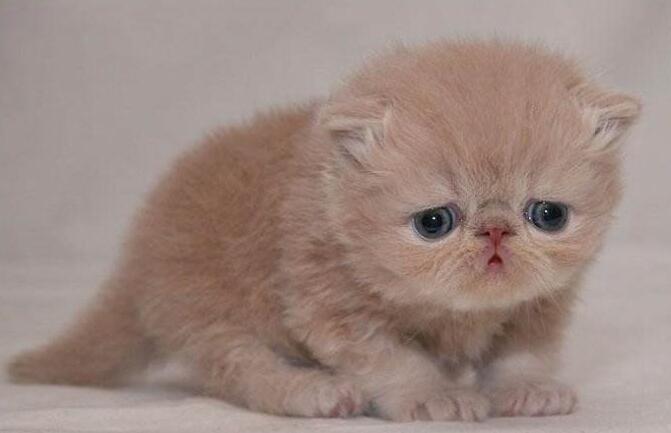 快猫最新的,快猫最新的，追逐知识的力量，拥抱变化带来的自信与成就感