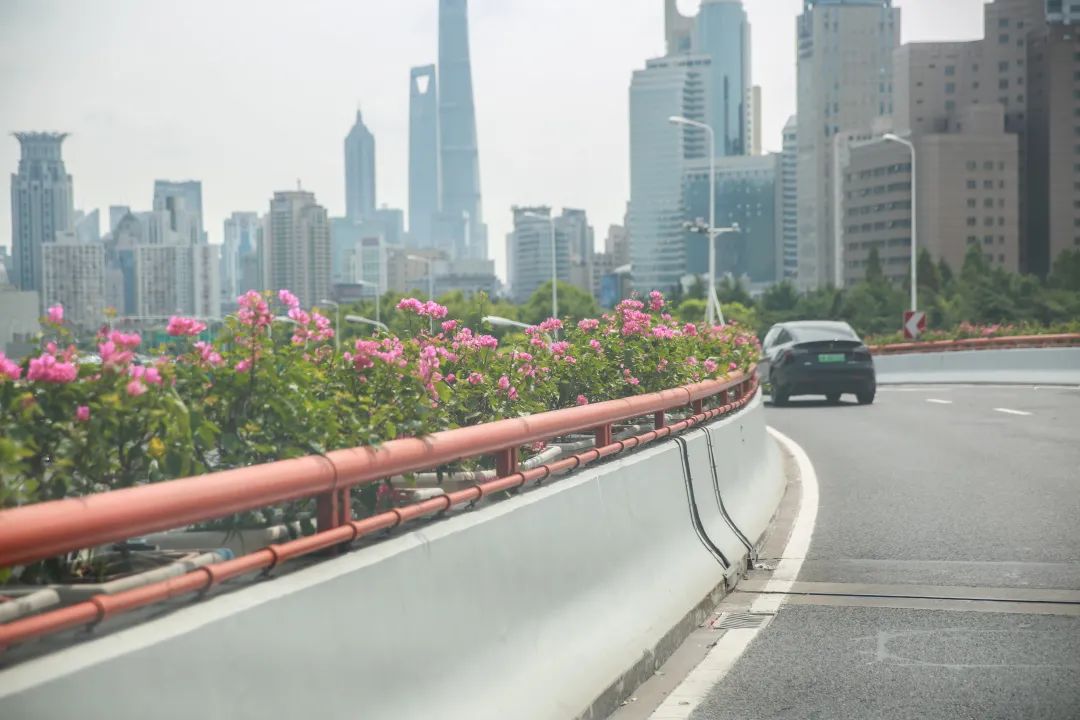 上海高架花，最新自然之旅，寻找内心平静的瞬间
