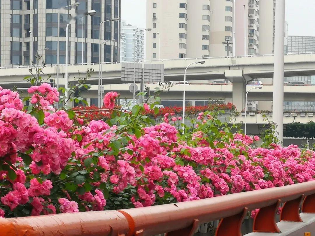 上海高架花,最新自然之旅,寻找内心平静的瞬间