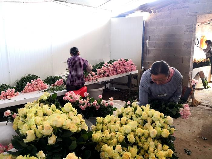 斗南花市最新图片欣赏
