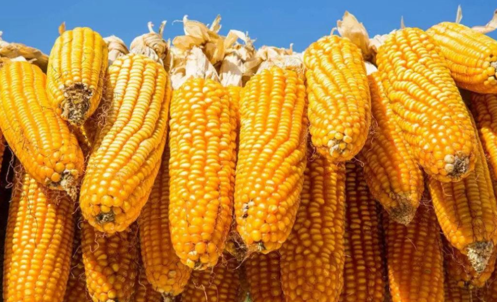 粮食价格最新动态,变化中的力量与学习带来的自信与成就感