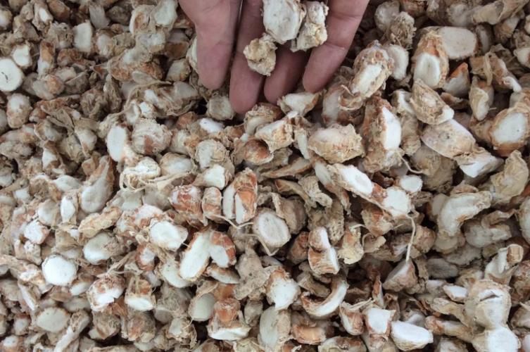 生姜最新价格及小巷深处的独特风味揭秘