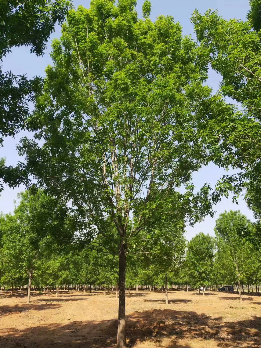 最新白蜡树，自然之美与科普的交汇点