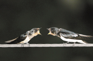 最新小燕子,最新小燕子,形象重塑与价值探讨