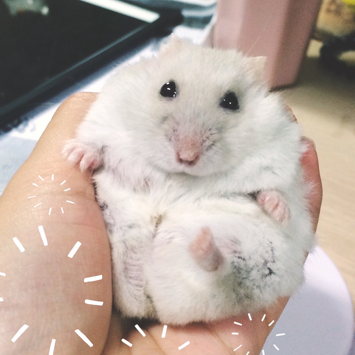 仓鼠最新款,时尚宠物的全新风采展现