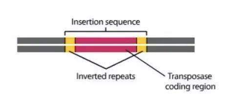 转座子最新,转座子最新，高科技产品重塑生活，体验前沿科技魅力