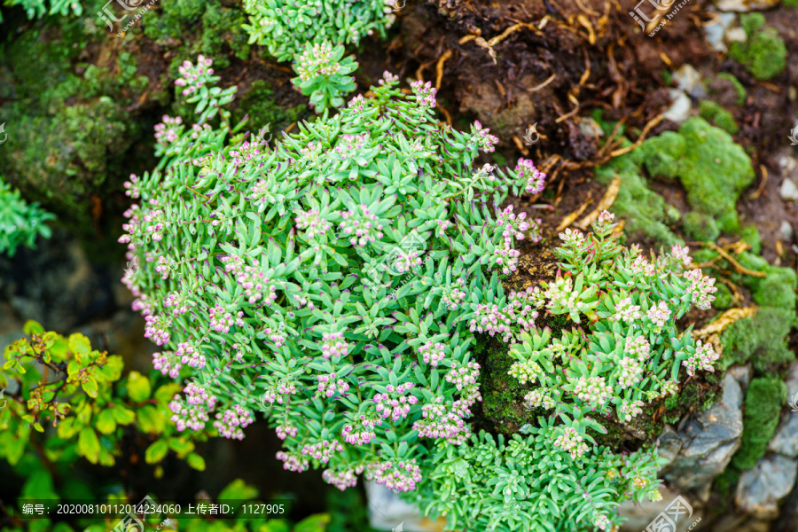 服务项目 第307页