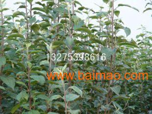 最新水果苗木,最新水果苗木，时代背景下的繁荣与影响