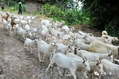 小巷中的神秘羊舍，最新养羊探秘之旅