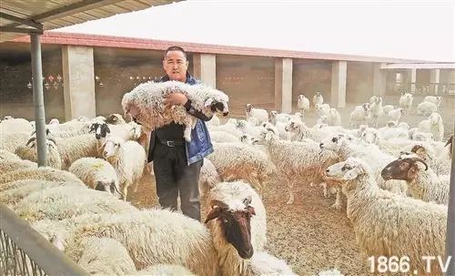 小巷中的神秘羊舍,最新养羊探秘之旅