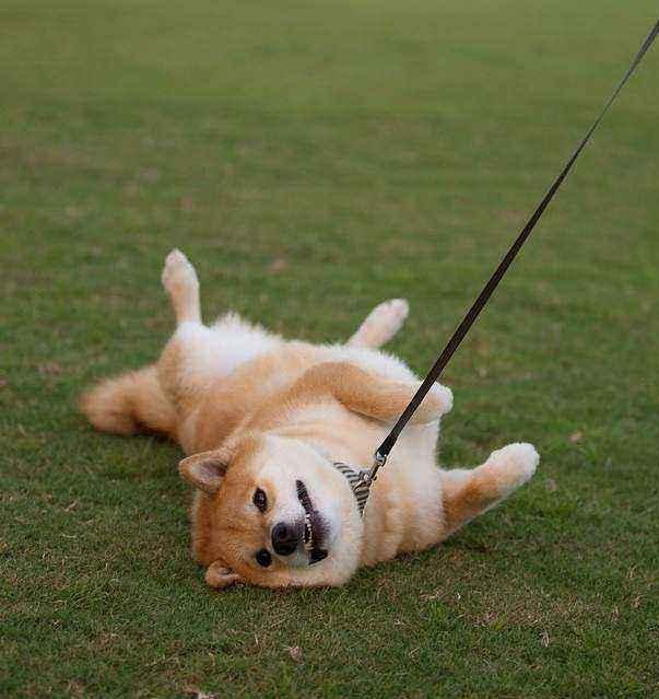 最新孩子的狗狗,最新孩子的狗狗，小巷中的隐藏宝藏，探索一家活泼有趣的特色小店